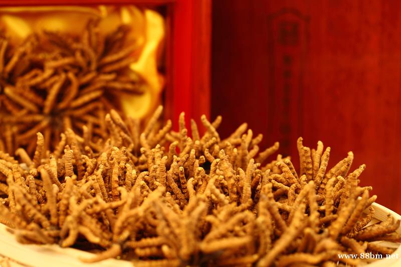 长春回收冬虫夏草 收购礼品 鱼胶海参 长春回收冬虫夏草 收购礼品 鱼胶海参